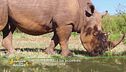 Un animale da scoprire: il rinoceronte