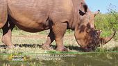 Un animale da scoprire: il rinoceronte