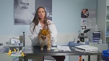 I consigli nutrizionali per cane affetto da patologia cardiaca