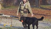 Un nuovo modo per divertirvi con i vostri cani: il Retrieving Game