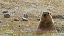 La marmotta