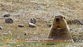 La marmotta