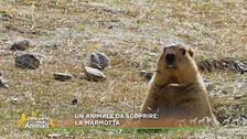 La marmotta
