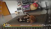 I video degli amici da casa