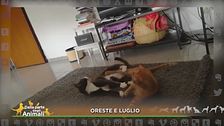 I video degli amici da casa