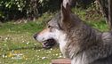 Il cane lupo cecoslovacco