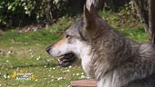 Il cane lupo cecoslovacco