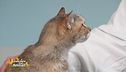 L'alimentazione per il gatto diabetico