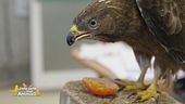Un centro per animali non convenzionali