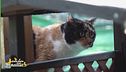 Trixie, una gattina dolcissima
