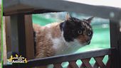 Trixie, una gattina dolcissima