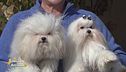 Il bolognese e il maltese