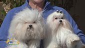 Il bolognese e il maltese