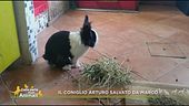 La storia di Arturo, coniglietto salvato da Marco
