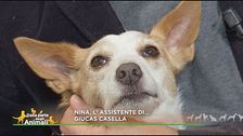 Nina... l'amore capriccioso di Giucas Casella