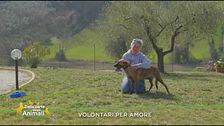 Volontari per amore