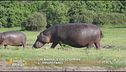Un animale da scoprire: l'ippopotamo