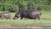 Un animale da scoprire: l'ippopotamo