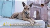 Le notizie dal mondo degli animali e molto altro