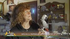 Spillo, il pappagallo ritrovato