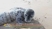 Un animale da scoprire: la foca