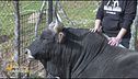 Il toro Piero