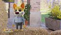 Un animale da scoprire: la formica