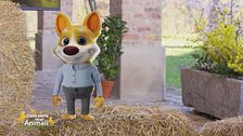 Un animale da scoprire: la formica