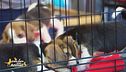Difendiamo i diritti degli animali