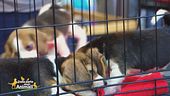 Difendiamo i diritti degli animali