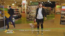 Come aiuti i cani meno fortunati?