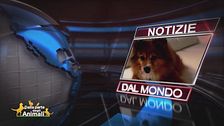Notizie dal mondo e  i video da casa