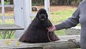 Il cocker spaniel