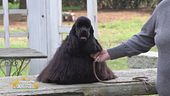 Il cocker spaniel