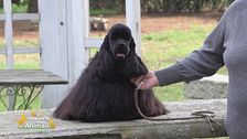 Il cocker spaniel