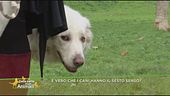 Il tuo cane ha il sesto senso?