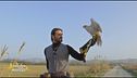 La realizzazione di un sogno: diventare falconiere