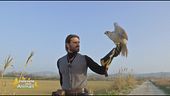 La realizzazione di un sogno: diventare falconiere