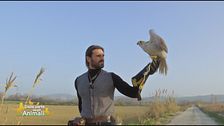 La realizzazione di un sogno: diventare falconiere