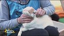 Il gatto Cesare cerca una famiglia
