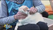 Il gatto Cesare cerca una famiglia
