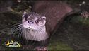 La lontra
