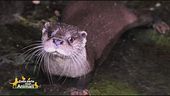 La lontra
