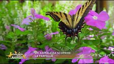 Un animale da scoprire: la farfalla