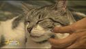 Difendiamo i diritti degli animali