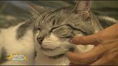 Difendiamo i diritti degli animali