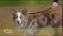 Come hai educato il tuo cane?