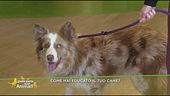 Come hai educato il tuo cane?