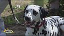 Il dalmata