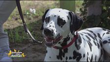 Il dalmata